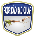 Podridão radicular