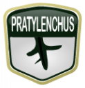 Pratylenchus