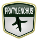 Pratylenchus Pratylenchus
