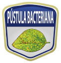 Pústula Bacteriana-01
